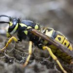 How Does Wasp Powder Work?