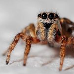 How Long Do Spiders Live?