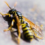 How To Get Rid Of Wasp Nest In Brick Wall