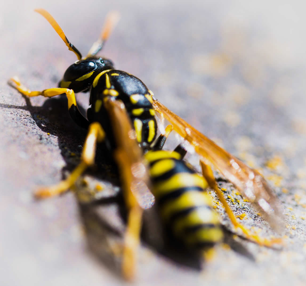 How To Get Rid Of Wasp Nest In Brick Wall