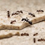 What Attracts Ants and How Do I Get Rid of Them?