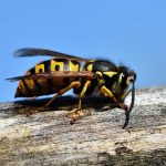 What Does A Queen Wasp Look Like?