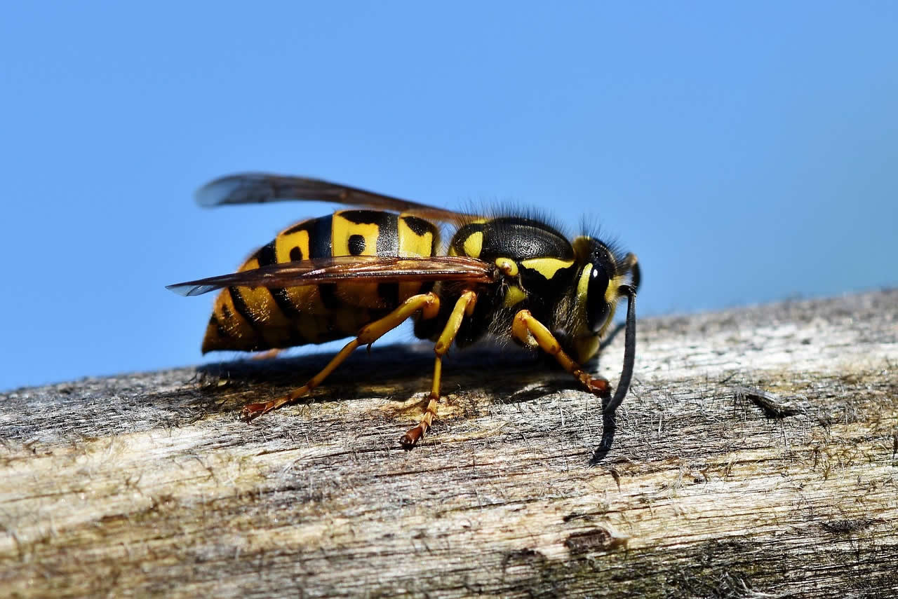 What Does A Queen Wasp Look Like?