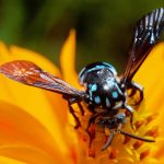 How to Repel Wasps with Wine