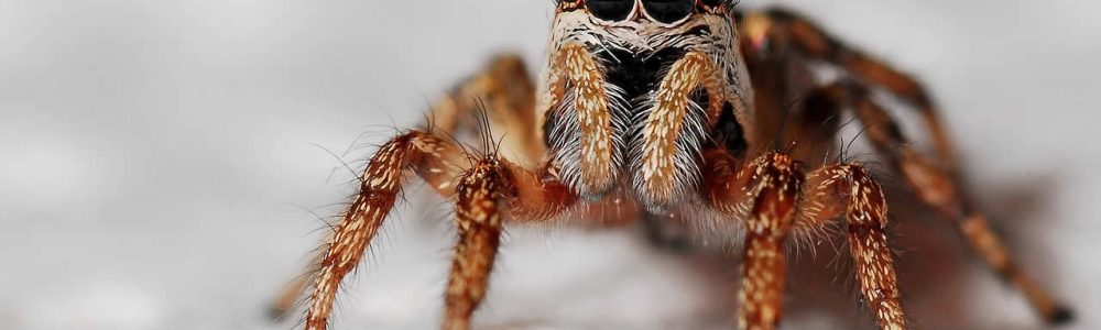 How Long Do Spiders Live?