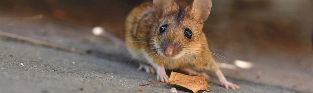 How to Get Rid of House Mice