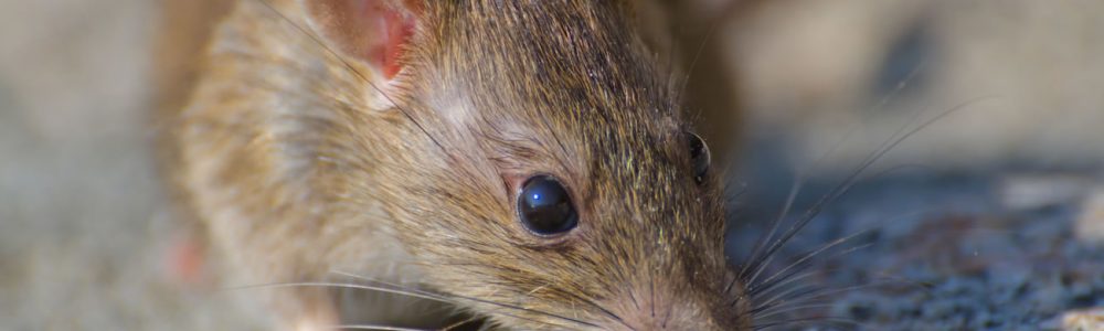 How To Get Rid Of Rats In The Garden