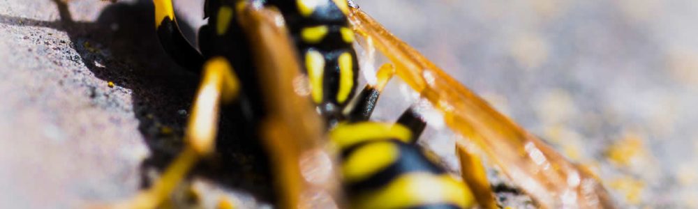 How To Get Rid Of Wasp Nest In Brick Wall