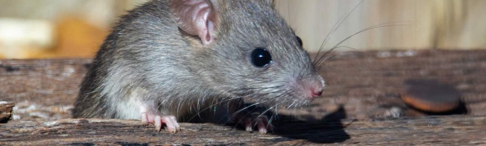 What Happens If You Disturb A Rats Nest?